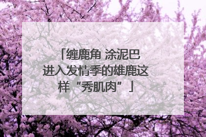 缠鹿角 涂泥巴 进入发情季的雄鹿这样“秀肌肉”